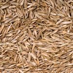 Grass Seed 85% Premium Blend (4 lb / ~1.8 kg)